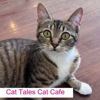 Gladys -  Domestic Short Hair Cat for Adoption in Chapel Hill, North Carolina - Gladys | PetCurious