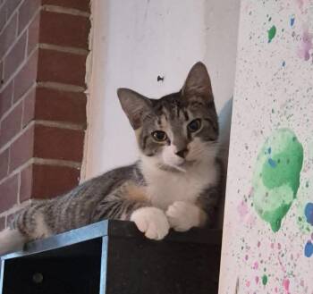 Houdini -  Domestic Short Hair Cat for Adoption in Clarksville, Virginia - Houdini | PetCurious