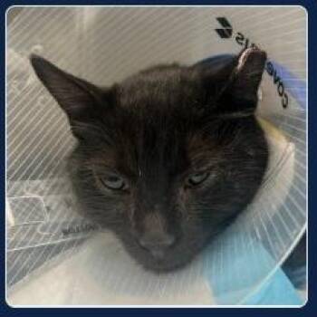 Millie -  Domestic Short Hair Cat for Adoption in New York, New York - Millie | PetCurious