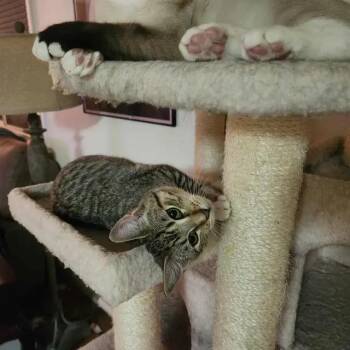 Rescue Calico and Tabby Cats for Adoption in Rio Linda, California - Hazel | PetCurious