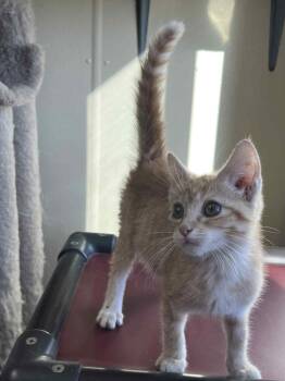 Tiger and Domestic Short Hair Cats Available for Adoption in Austin, Minnesota - Leo | PetCurious