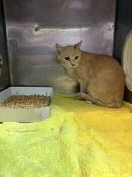 Suky -  Domestic Short Hair Cat for Adoption in El Paso, Texas - Suky | PetCurious