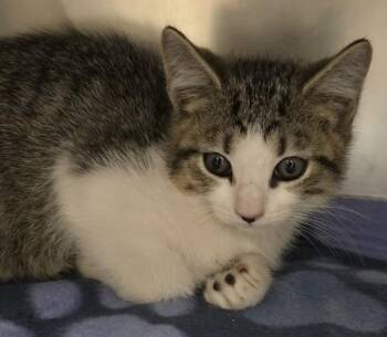 Wren -  Domestic Short Hair Cat for Adoption in North Myrtle Beach, South Carolina - Wren | PetCurious