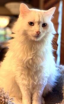 Domestic Long Hair and Maine Coon Cats Available for Adoption - Samson | PetCurious