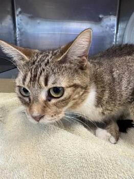 Domestic Medium Hair Cats Available for Adoption - 60548365 | PetCurious