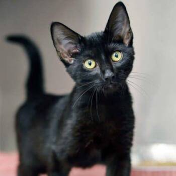 Sorento -  Domestic Short Hair Cat for Adoption in Atlanta, Georgia - Sorento | PetCurious