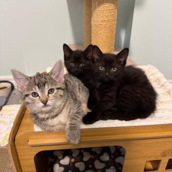Friday -  Domestic Short Hair Cat Available for Adoption in Puslinch, Ontario - Friday | PetCurious