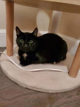 Axel (must be adopted with Albie) -  Domestic Short Hair Cat for Adoption in Hillsboro, Oregon - Axel (must Be Adopted With Albie) | PetCurious