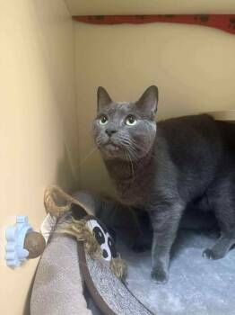 Rescue Domestic Short Hair Cats for Adoption in Sebastian, Florida - Alfred | PetCurious