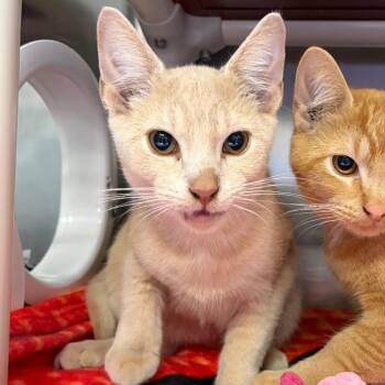 Hocus Pocus -  Domestic Short Hair Cat for Adoption in Mentor, Ohio - Hocus Pocus | PetCurious