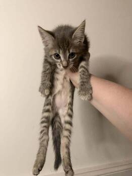 Bay Laurel -  Domestic Short Hair Cat Available for Adoption in Chicago, Illinois - Bay Laurel | PetCurious