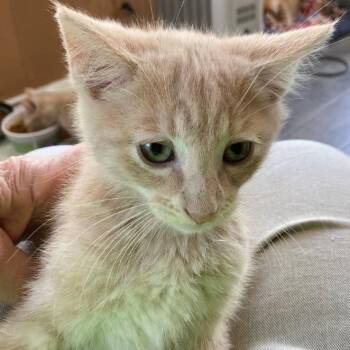 Domestic Short Hair Cats Available for Adoption in Rochester, Minnesota - Trey | PetCurious