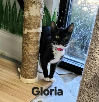 Rescue Domestic Short Hair Cats for Adoption in Rome, Georgia - Gloria G | PetCurious