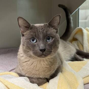 MAX -  Domestic Short Hair Cat for Adoption in Las Vegas, Nevada - MAX | PetCurious