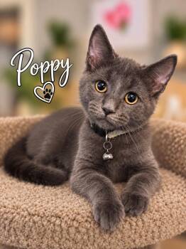 Poppy -  Domestic Short Hair Cat for Adoption - Poppy | PetCurious