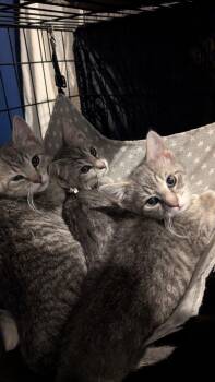 American Shorthair Cats Available for Adoption in Pikesville, Maryland - Maverick | PetCurious