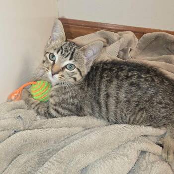 Cheetara -  Domestic Short Hair Cat for Adoption in West Olive, Michigan - Cheetara | PetCurious