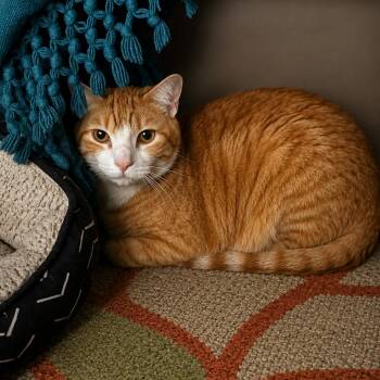 Hulk -  Domestic Short Hair Cat for Adoption in Wichita, Kansas - Hulk | PetCurious