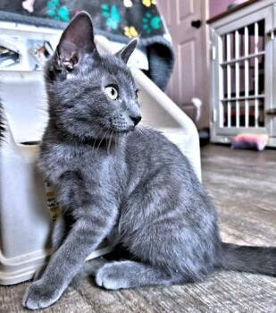 Tinkerbell -  Domestic Short Hair Cat for Adoption in Rutherfordton, North Carolina - Tinkerbell | PetCurious