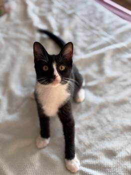 Ratatouille -  Domestic Short Hair Cat for Adoption in Burnaby, British Columbia - Ratatouille | PetCurious