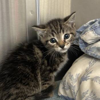 Domestic Short Hair Cats Available for Adoption in Lynchburg, Virginia - Scipio | PetCurious