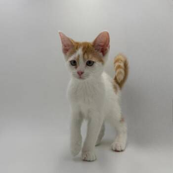 Onion -  Domestic Short Hair Cat for Adoption in State College, Pennsylvania - Onion | PetCurious