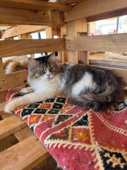 Rescue Siberian and Norwegian Forest Cat Cats for Adoption in Brampton, Ontario - Makar | PetCurious