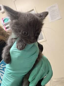 Domestic Short Hair Cats Available for Adoption in Riverside, California - ELSA | PetCurious