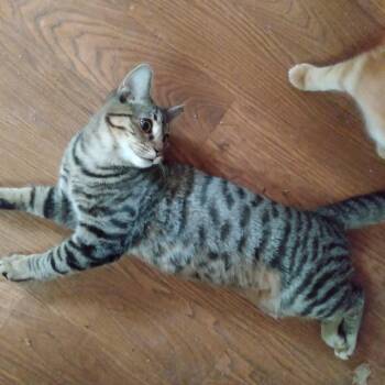 Thea -  Domestic Short Hair Cat for Adoption in Shelbyville, Indiana - Thea | PetCurious