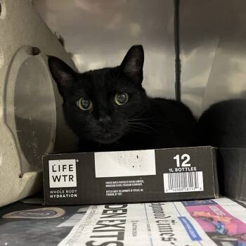 Rescue Domestic Short Hair Cats for Adoption in Lyndhurst, Virginia - Wayne | PetCurious