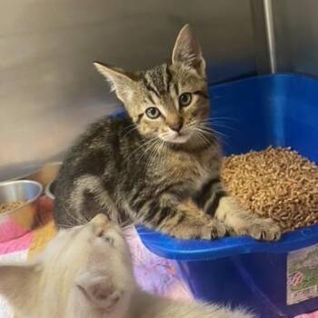 Neptune -  Domestic Short Hair Cat for Adoption in Chehalis, Washington - Neptune | PetCurious