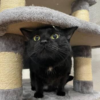 Moondragon -  Domestic Short Hair Cat for Adoption in Lyndhurst, Virginia - Moondragon | PetCurious