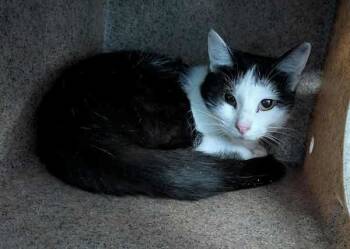 Rescue Domestic Short Hair Cats for Adoption in Roanoke, Virginia - Billie Holiday | PetCurious