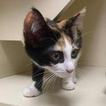 Callie at Elyria Petco -  Domestic Short Hair Cat for Adoption in Elyria, Ohio - Callie At Elyria Petco | PetCurious