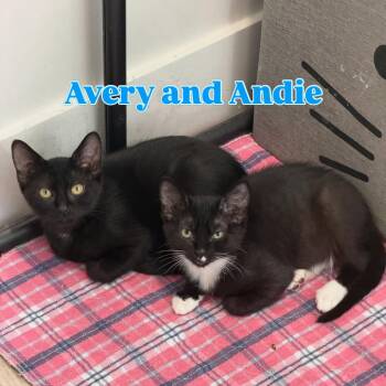 Avery Silverman -  Domestic Short Hair Cat for Adoption in Eagle Mountain, Utah - Avery Silverman | PetCurious