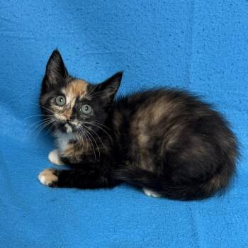 Coca Cola -  Domestic Short Hair Cat for Adoption in Waterloo, Iowa - Coca Cola | PetCurious