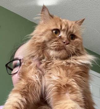 Siberian and Persian Cats Available for Adoption in Brampton, Ontario - Red Bear | PetCurious