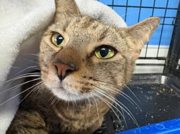 Gypsy -  Domestic Short Hair Cat for Adoption in Ellijay, Georgia - Gypsy | PetCurious