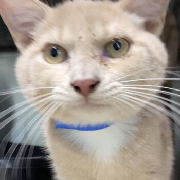 The Cromenockle -  Domestic Short Hair Cat for Adoption in Lakeland, Florida - The Cromenockle | PetCurious