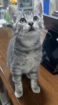 Knox -  Domestic Short Hair Cat for Adoption in Webster City, Iowa - Knox | PetCurious