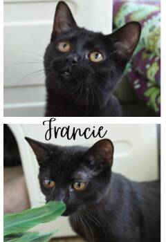 Domestic Short Hair Cats Available for Adoption - Francie | PetCurious