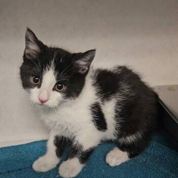 Domestic Medium Hair Cats Available for Adoption in Dayton, Ohio - Rosebud | PetCurious