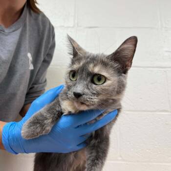 SVAS-Stray-39529 -  Domestic Short Hair Cat for Adoption in Lyndhurst, Virginia - SVAS-Stray-39529 | PetCurious