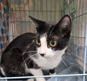 Cher -  Domestic Short Hair Cat for Adoption in Gainesville, Florida - Cher | PetCurious