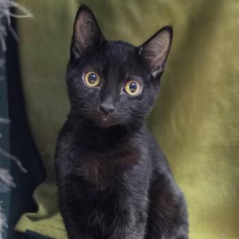 Nebula -  Domestic Short Hair Cat for Adoption in Lowell, Arkansas - Nebula | PetCurious