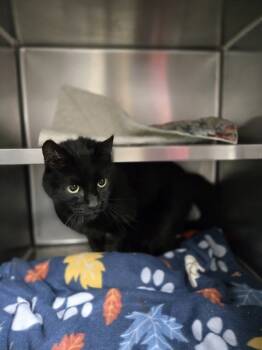 Rescue Domestic Short Hair Cats for Adoption in Kingston, New York - Cayenne | PetCurious