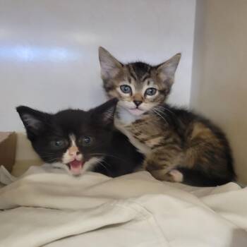 Teas 1_2 -  Domestic Short Hair Cat for Adoption in Westminster, California - Teas 1_2 | PetCurious
