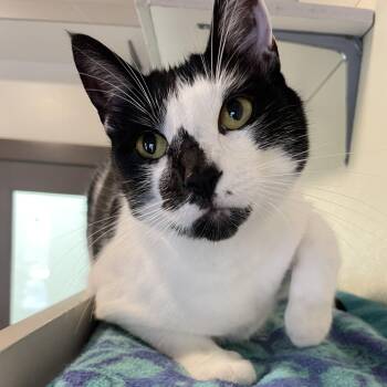 Yin -  Tuxedo Cat for Adoption in Friday Harbor, Washington - Yin | PetCurious