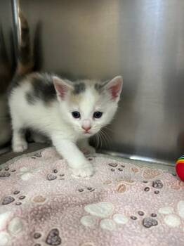 Domestic Short Hair Cats Available for Adoption in Mineral, Virginia - Curiosity | PetCurious