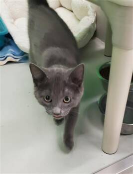 Rescue Domestic Short Hair Cats for Adoption in Peoria, Illinois - COLE | PetCurious